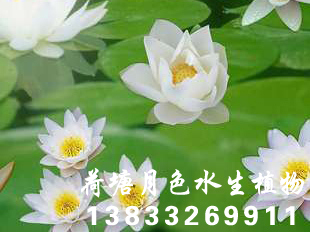 91看片污下载種苗荷花種苗91看片免费版在线观看種苗2