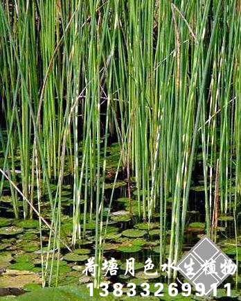 水蔥