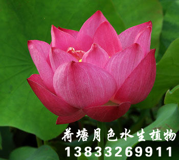 碗蓮