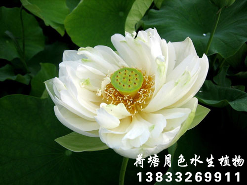 碧台蓮