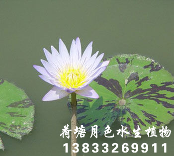 小白子午蓮