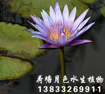 延藥91看片污下载