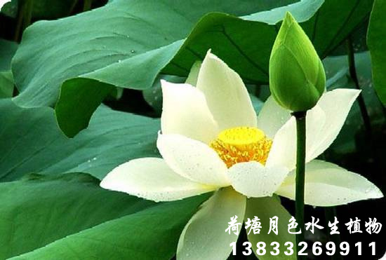 白衣戰士