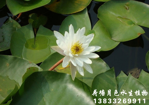 白91看片污下载