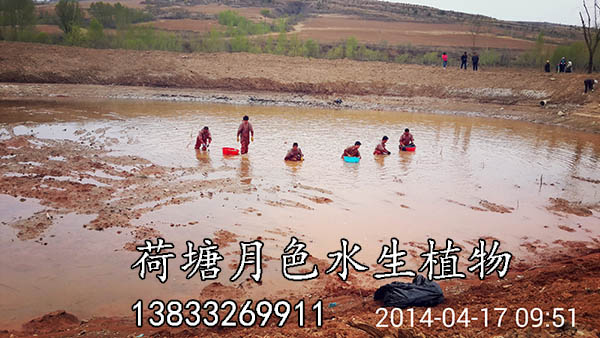 北票河口濕地工程施工