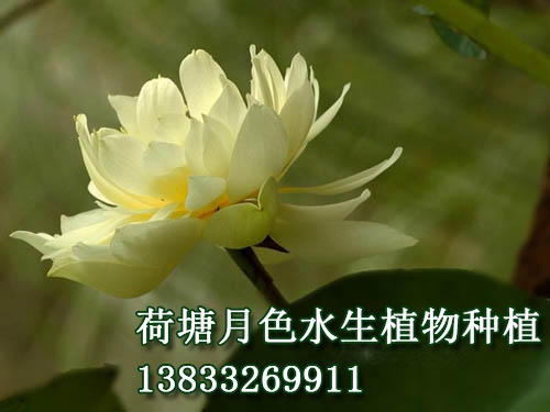 金色年華