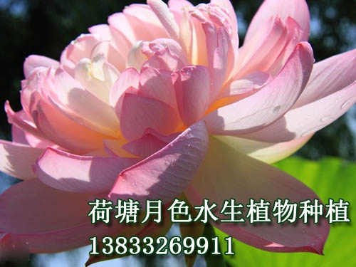 紫氣東來