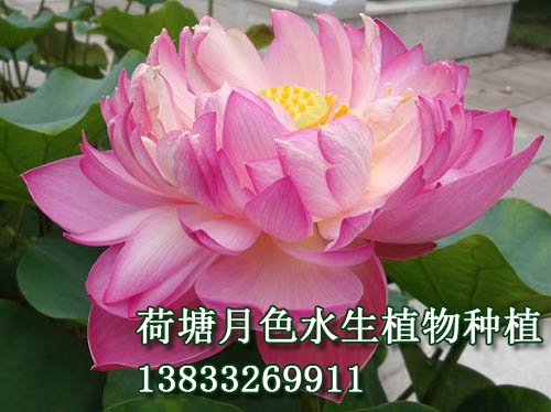 釵頭鳳