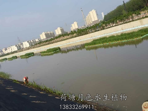 盤錦市螃蟹溝人工浮島工程